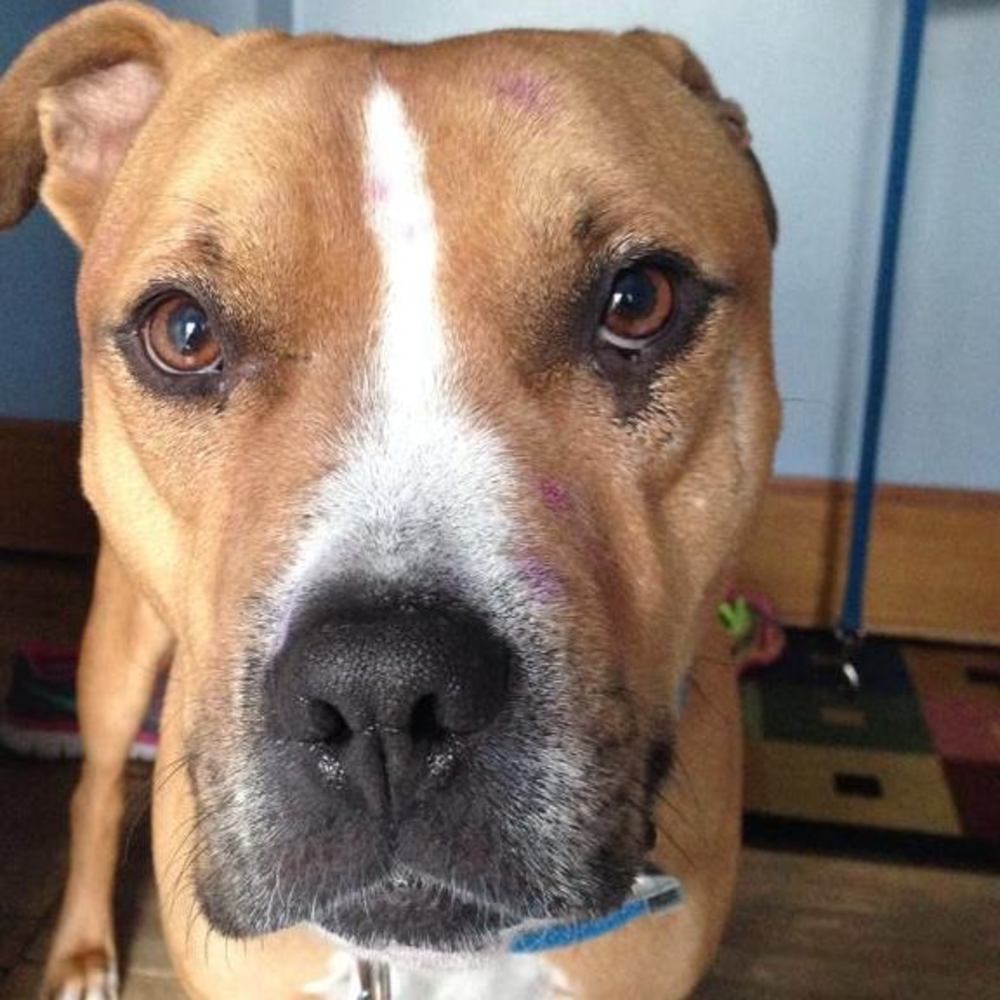 Meet your Posher, Renee